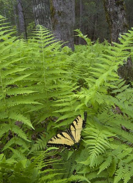North Carolina Swallowtail butterfly on fern